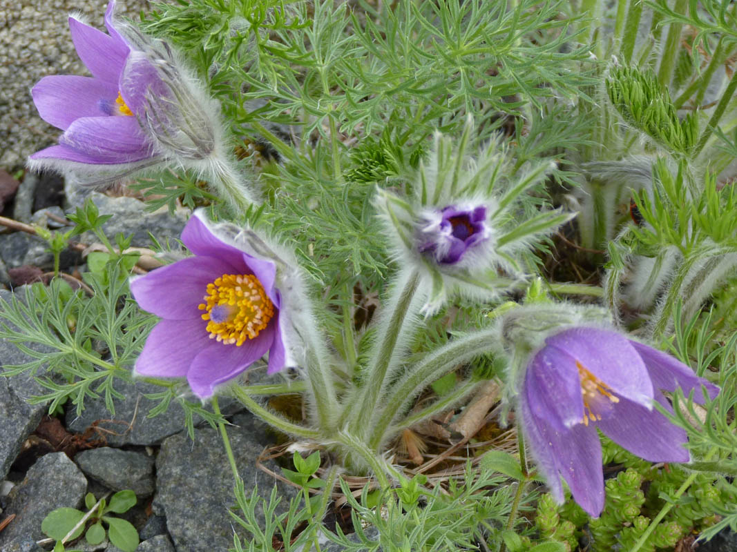 Pulsatilla vulgaris